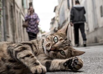 Homem é condenado por atropelar e matar gato no Sul de Minas