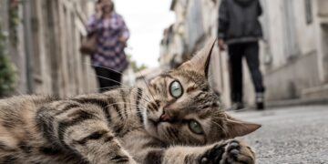 Homem é condenado por atropelar e matar gato no Sul de Minas