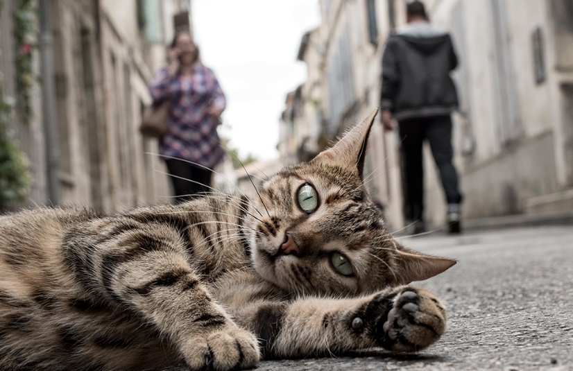 Homem é condenado por atropelar e matar gato no Sul de Minas