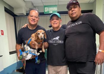 Cão cadeirante de Poços brilha no filme “Caramelo” da Netflix