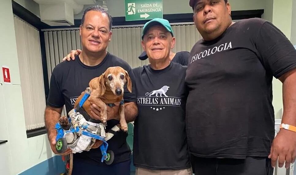 Cão cadeirante de Poços brilha no filme “Caramelo” da Netflix