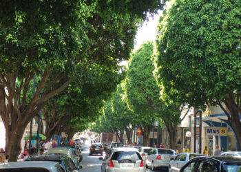Rua São Paulo terá interdição para podas de árvores no Centro de Poços