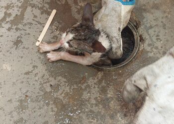 Filhote de gato preso em cano é resgatado pelos Bombeiros na região