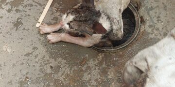 Filhote de gato preso em cano é resgatado pelos Bombeiros na região