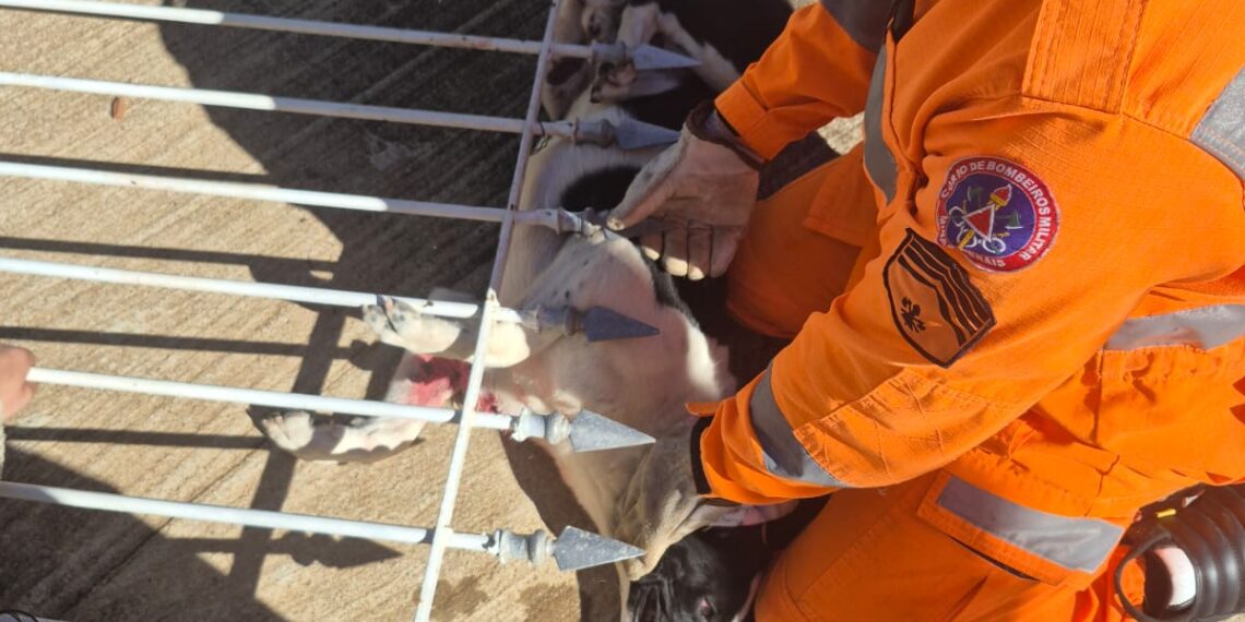 Cão é resgatado após ficar preso em lança de portão