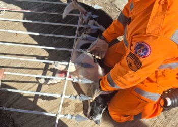 Cão é resgatado após ficar preso em lança de portão