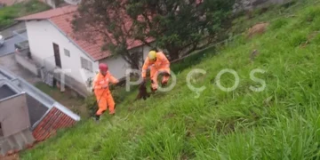 Bombeiros resgatam cães que caíram em barranco no Jardim Vitória, em Poços