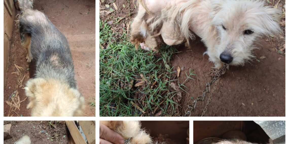 Cinco cães são resgatados em situação de maus-tratos na região