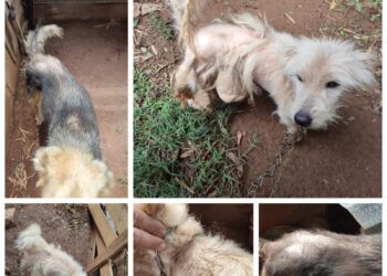 Cinco cães são resgatados em situação de maus-tratos na região