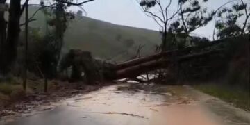 Árvore caída interdita estrada entre Poços de Caldas e Campestre