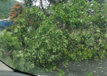 Árvore cai em ciclovia da Avenida João Pinheiro; ninguém fica ferido