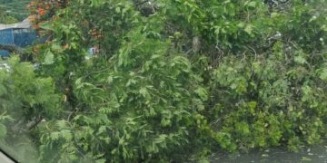 Árvore cai em ciclovia da Avenida João Pinheiro; ninguém fica ferido