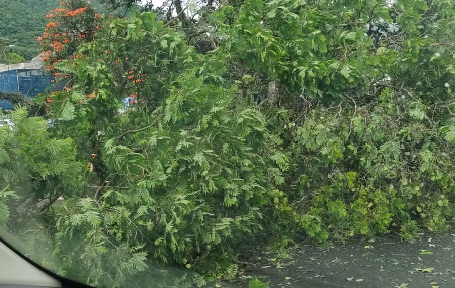 Árvore cai em ciclovia da Avenida João Pinheiro; ninguém fica ferido