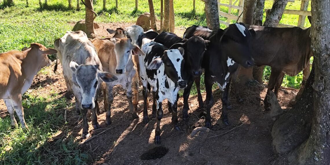 Polícia Civil realiza 3ª fase da Operação Aliança Rural e apreende gado sem procedência em Campestre