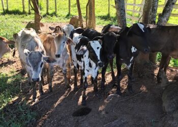 Polícia Civil realiza 3ª fase da Operação Aliança Rural e apreende gado sem procedência em Campestre