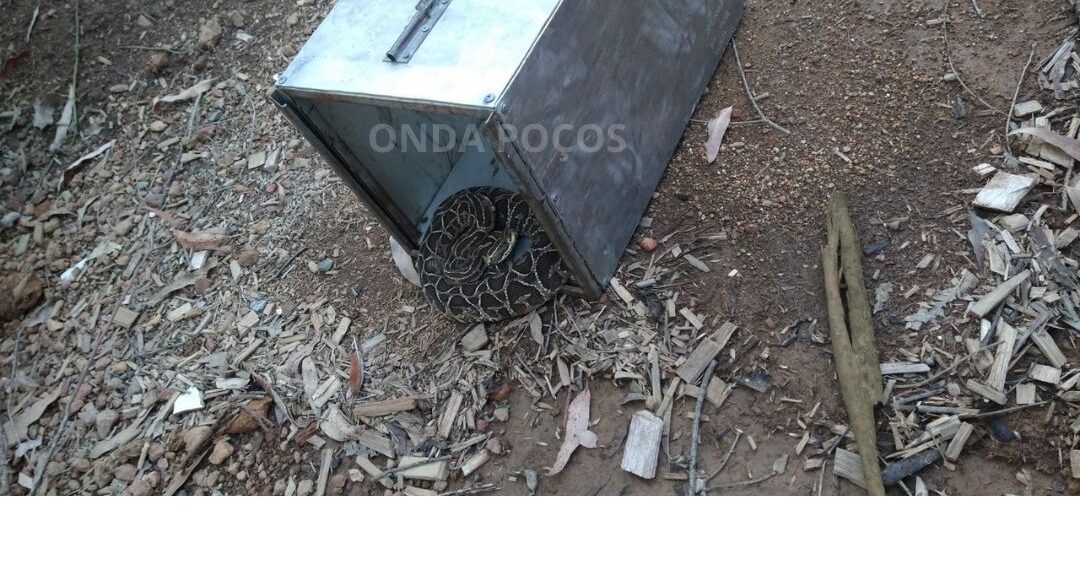 Bombeiros capturam urutu-cruzeiro em Poços e alertam sobre risco de acidentes com serpentes