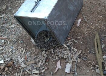 Bombeiros capturam urutu-cruzeiro em Poços e alertam sobre risco de acidentes com serpentes