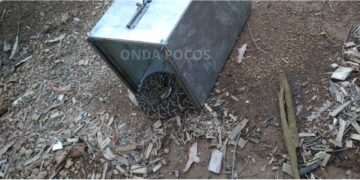 Bombeiros capturam urutu-cruzeiro em Poços e alertam sobre risco de acidentes com serpentes