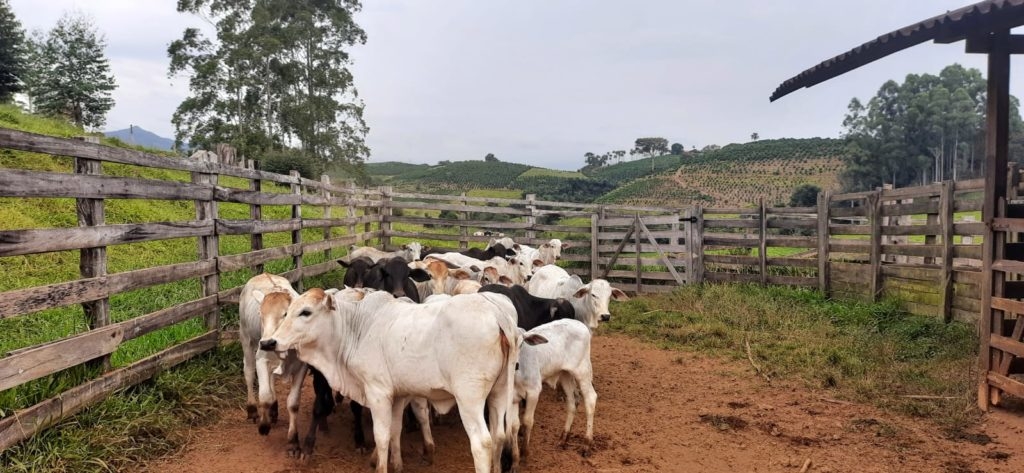 Segunda etapa da vacinação bovina tem início em Poços