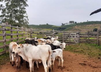 Segunda etapa da vacinação bovina tem início em Poços