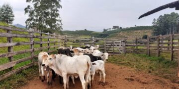 Segunda etapa da vacinação bovina tem início em Poços