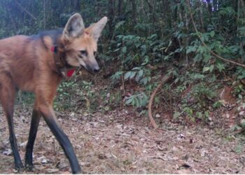 Lobos do Caraça adaptados aos visitantes 