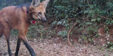 Lobos do Caraça adaptados aos visitantes 