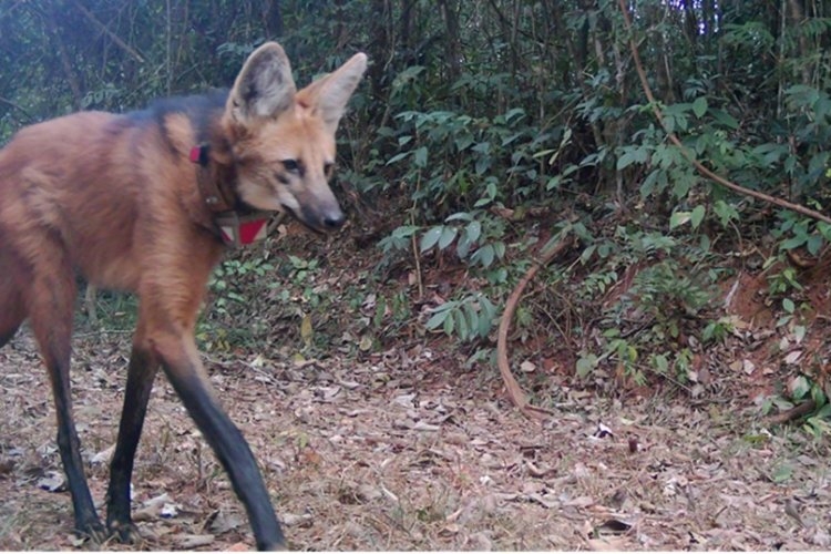 Lobos do Caraça adaptados aos visitantes 