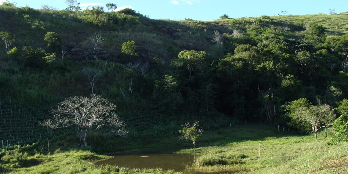 Poços abre edital para empresas parceiras em projeto de recuperação de nascentes
