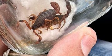 Número de acidentes com escorpiões em Poços cai em 60,7%