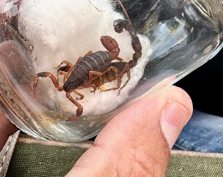 Número de acidentes com escorpiões em Poços cai em 60,7%