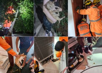 Bombeiros realizam três salvamentos de gatos em um único dia
