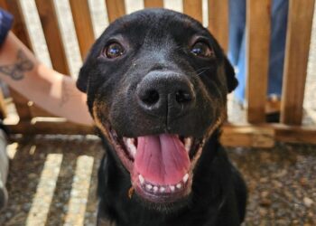 Adoções de cães crescem mais de 100% em Poços em 2025