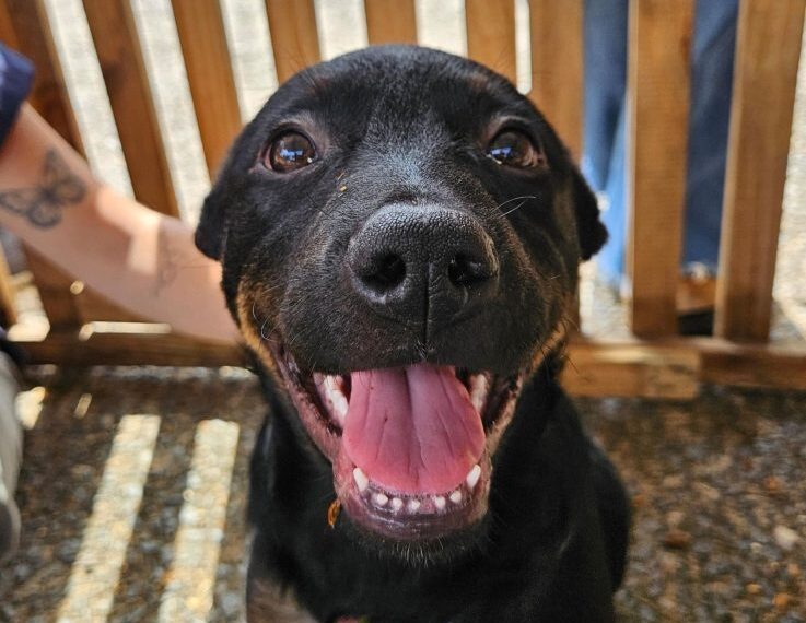 Adoções de cães crescem mais de 100% em Poços em 2025