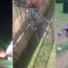 VÍDEO: Enfeites de Natal de Poços são vandalizados: “o que leva uma pessoa a fazer isso?” questiona Paulo Ney