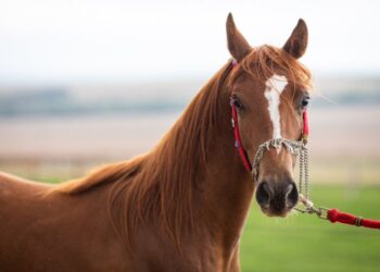 Passaporte equestre é oficializado em Minas Gerais 