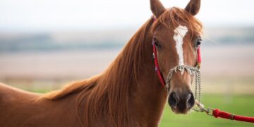 Passaporte equestre é oficializado em Minas Gerais 