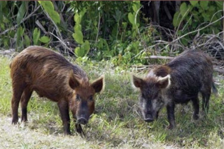 Lei autoriza controle populacional do javali&europeu 