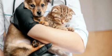 Serviço de Castração de Poços entra em recesso a partir de 22 de dezembro