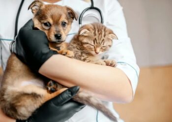 Serviço municipal de castração retorna em 12 de janeiro em Poços