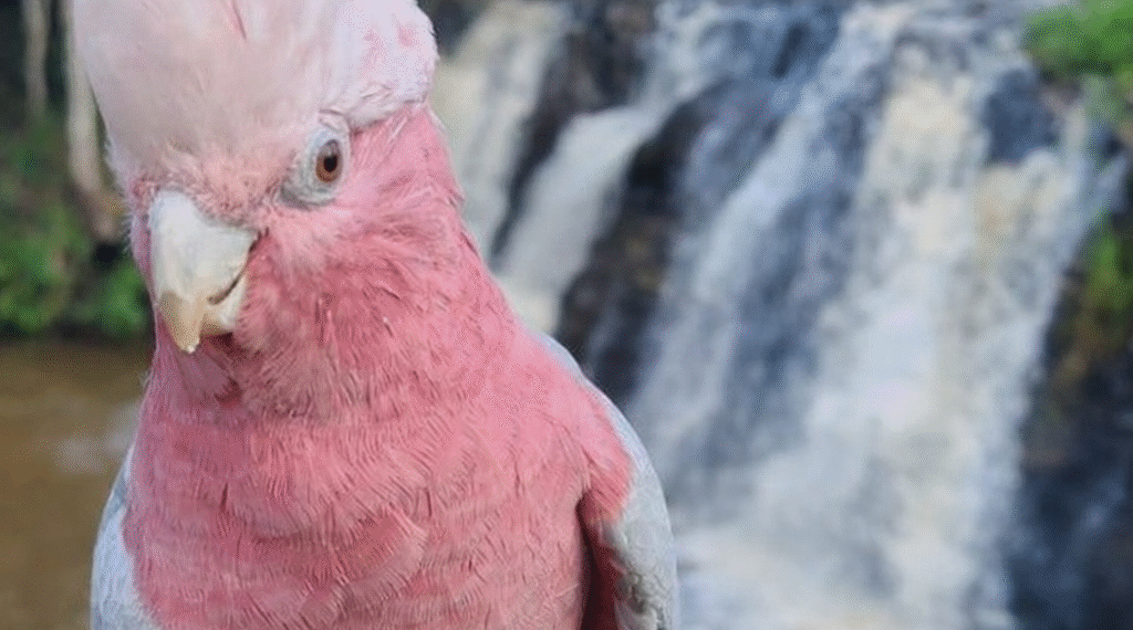 Ajude a encontrar a Lola: tutor faz buscas por cacatua rosa que desapareceu na zona sul de Poços