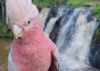 Ajude a encontrar a Lola: tutor faz buscas por cacatua rosa que desapareceu na zona sul de Poços