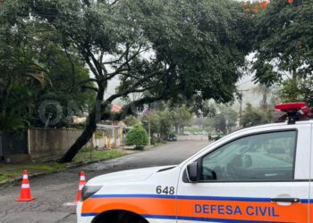 Árvore cai sobre fiação e mobiliza equipes em Poços de Caldas