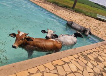 VÍDEO: Quatro vacas caem em piscina de clube e são resgatadas no Sul de Minas