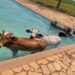 VÍDEO: Quatro vacas caem em piscina de clube e são resgatadas no Sul de Minas