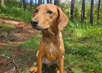 Adoções de cães crescem mais de 100% em Poços