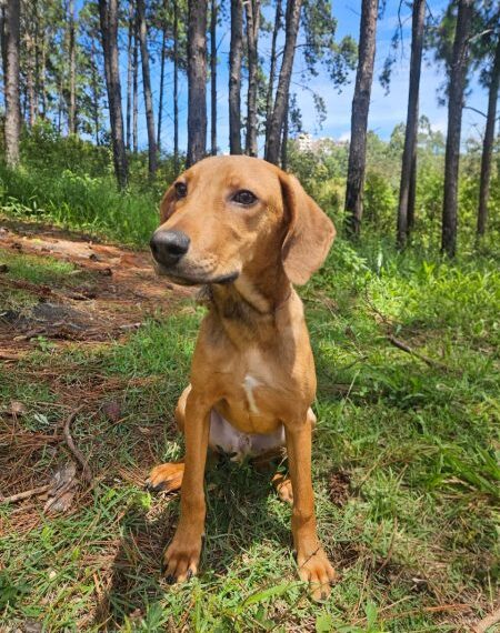 Adoções de cães crescem mais de 100% em Poços
