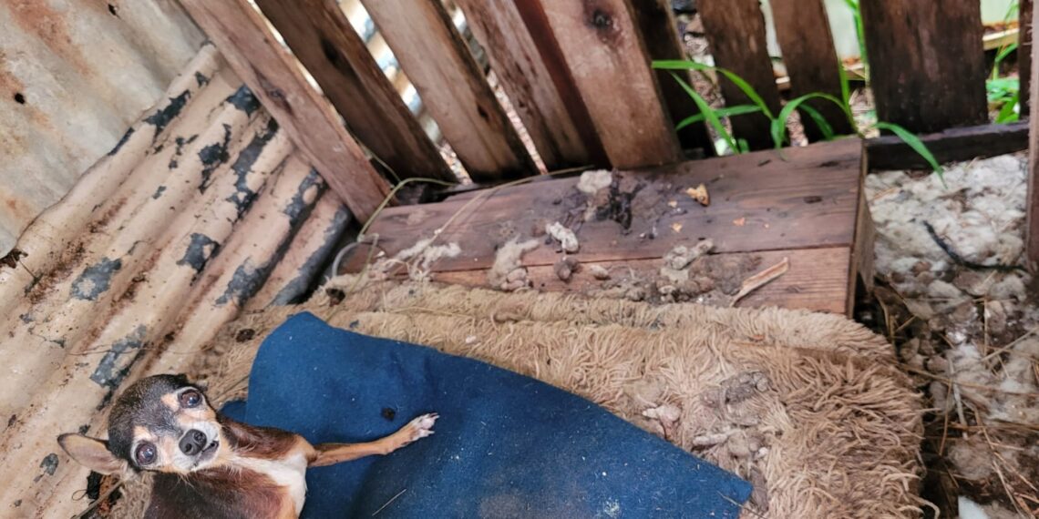 Polícia Civil encontra cães em situação de maus-tratos e prende responsável