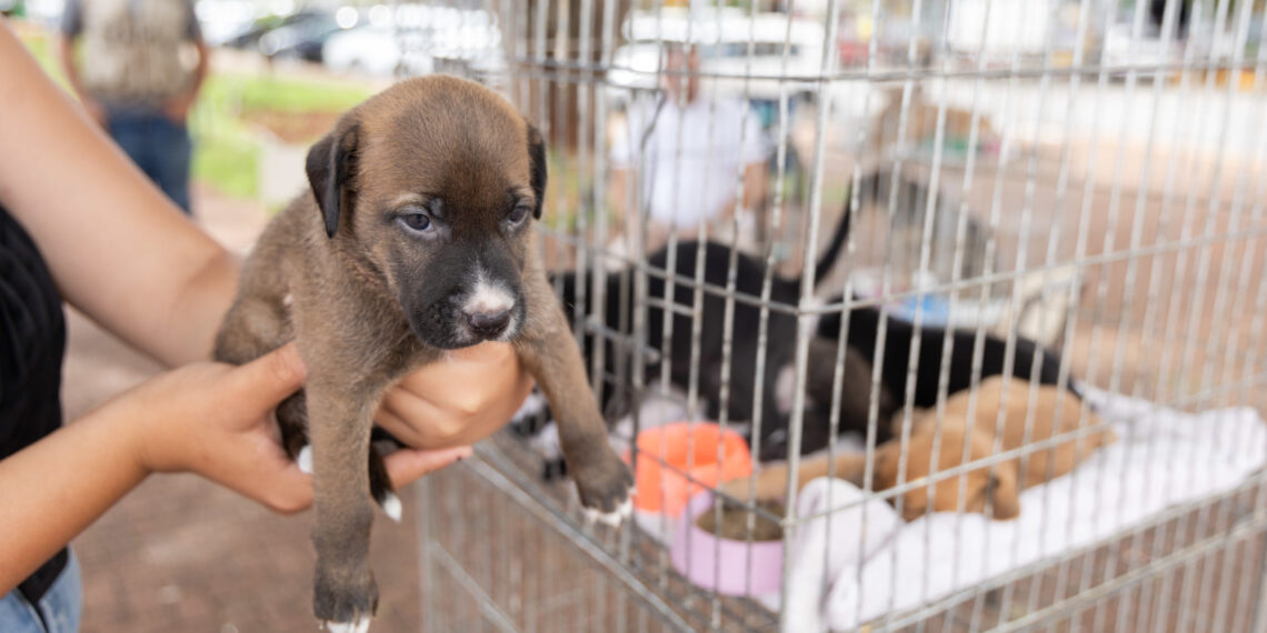 Feira de Adoção de Cães do Abrigo Municipal acontece na Alameda Poços
