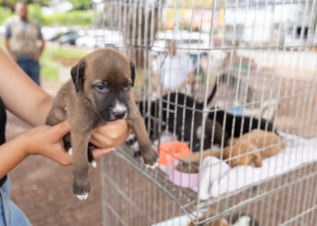 Feira de Adoção de Cães do Abrigo Municipal acontece na Alameda Poços